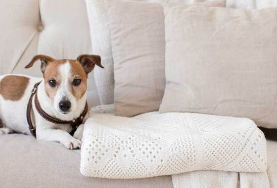 Best Pet Furniture Covers