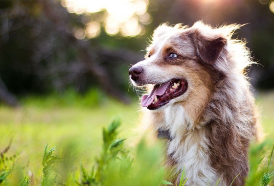 Blue Buffalo vs. Purina Pro Plan: Which dog food is best?