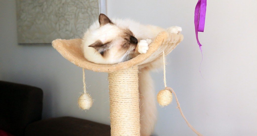 5 Best Cat Trees Nov. 2018 BestReviews