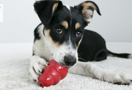 Best Kong Extreme dog toy