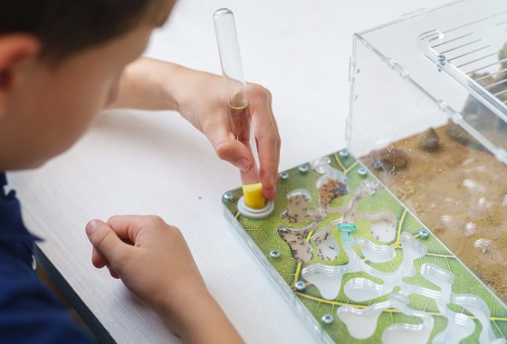 How to start an ant farm