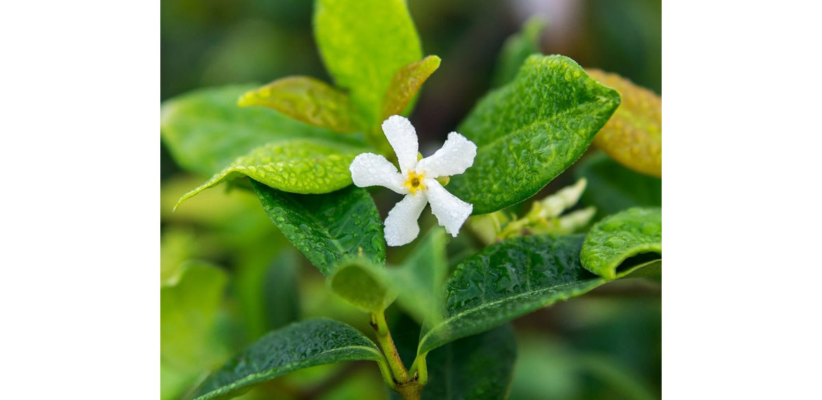 Confederate Jasmine - Fragrant Blooms - Beautiful Vining Trellis Plant