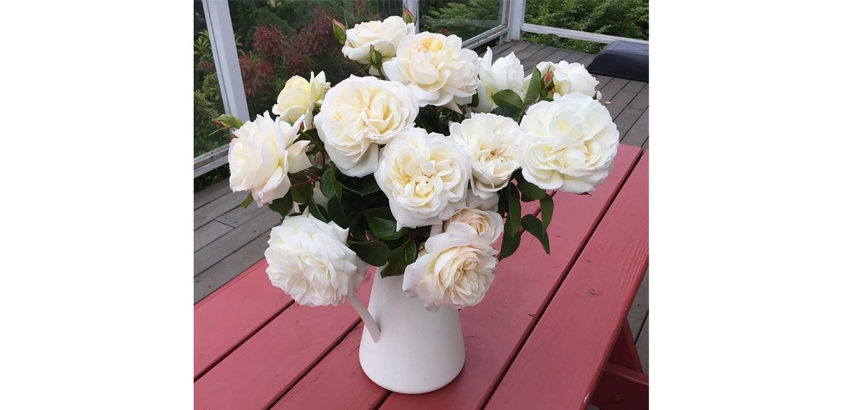 Heirloom Roses 15 inch White Rose Live Plant in Grower Pot