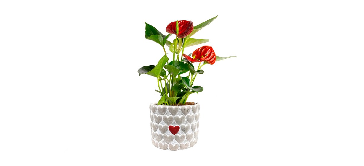 Costa Farms Live Anthurium Indoor Plant Costa Farms Live Anthurium Indoor Plant