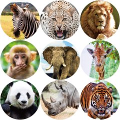 Fancy Land Realistic Zoo Animal Stickers