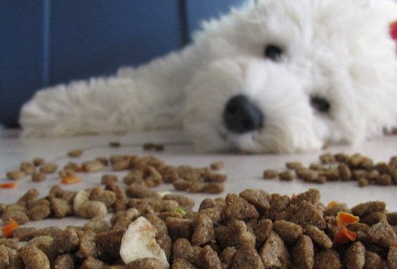 Best Natural Balance Dog Food