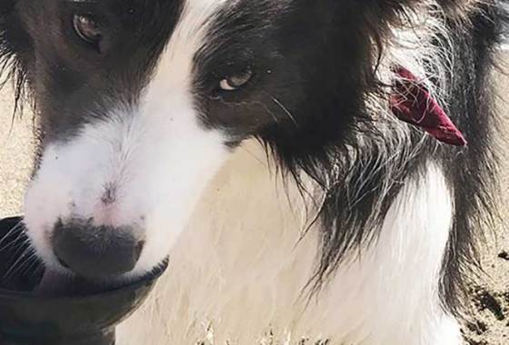 Best Dog Travel Bowls