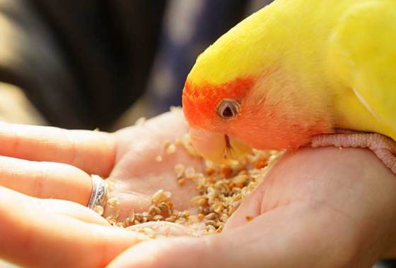 Best Parakeet Food