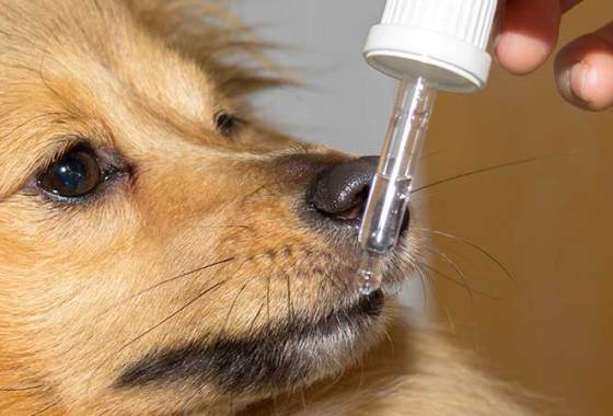 Best Pet Seizure & Epilepsy Medications