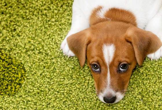 Best Pet Urine Detectors