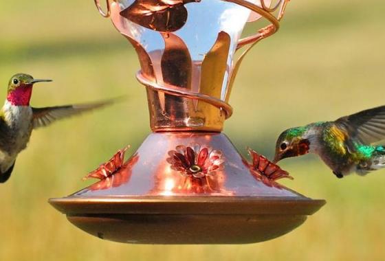 Best Hummingbird Feeders