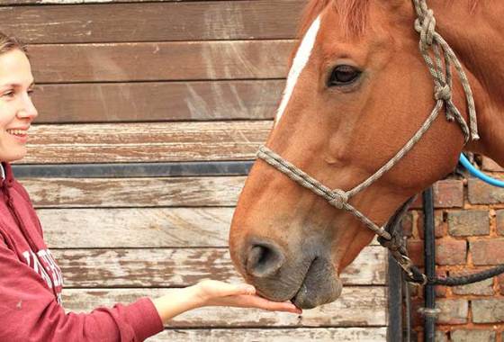 Best Horse Food & Treats