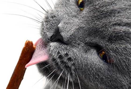 Best Lickable Cat Treats