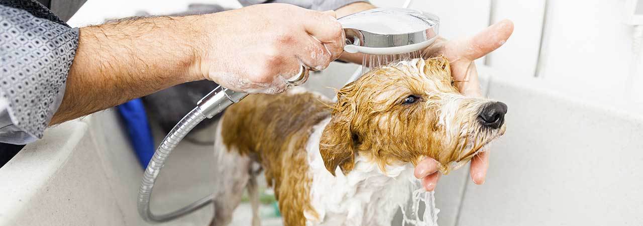 5-best-dog-washers-june-2021-bestreviews