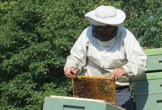 Best Beekeepers' Face Protection