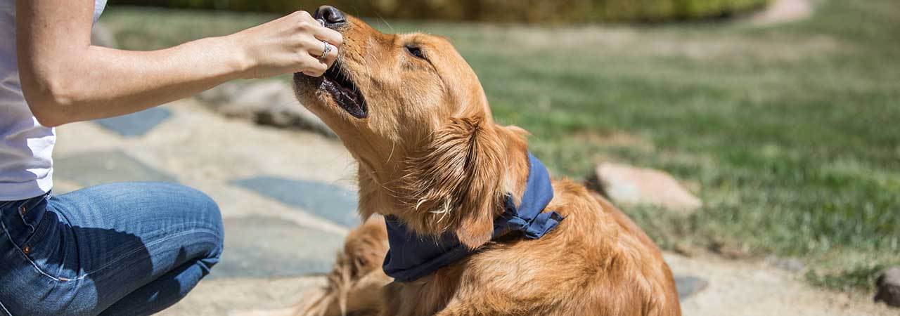 5-best-dog-training-treats-sept-2020-bestreviews