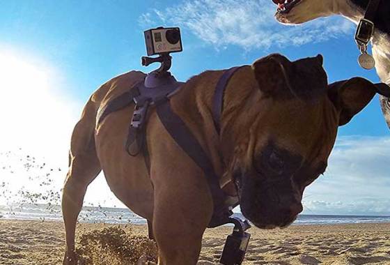 Best Dog Camera Mounts
