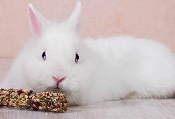 Best Small Animal Treats