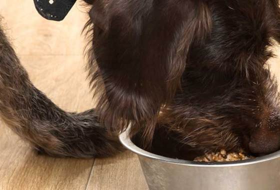 Best Royal Canin Dog Food