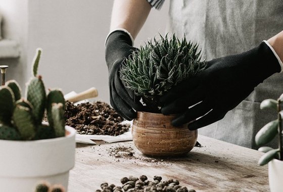 Best Succulent & Cactus Soil