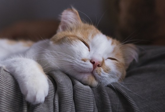 Best Relaxants for Cats