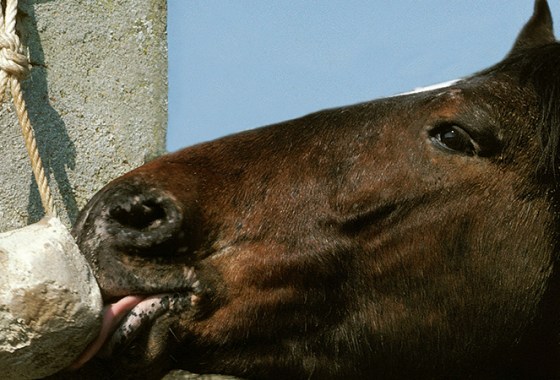 Best Horse Salt Licks