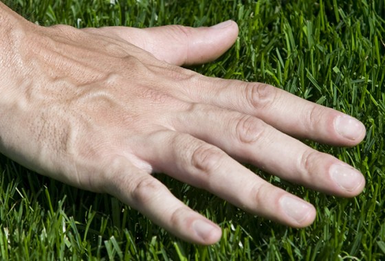 Best Bermuda Grass Seed