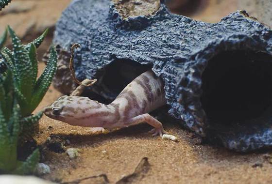 Best Reptile Carpet & Liners