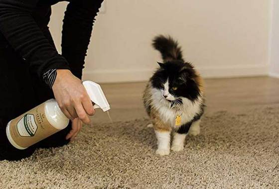 Best Pet Urine Eliminators