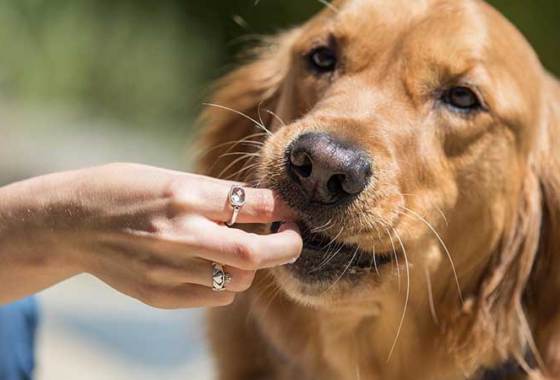 Best American Journey Dog Treats