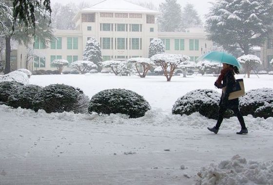 Best Storm Umbrellas