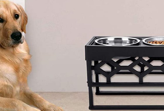 Best Elevated Dog Bowls