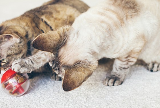 Best Interactive Cat Feeders