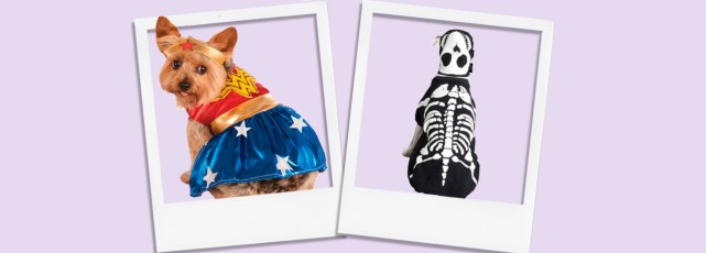 Best Halloween Costumes for Dogs