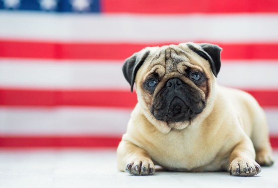 Best calming supplements for dogs who hate fireworks