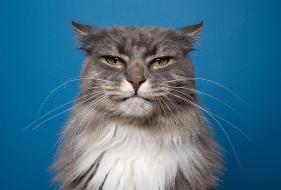 How to keep your cat calm during fireworks