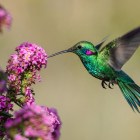 The 2026 hummingbird spring migration map shows you when they’ll be in your yard