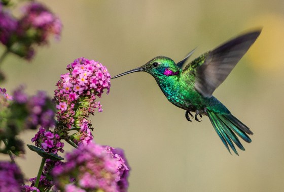 The 2026 hummingbird spring migration map shows you when they’ll be in your yard