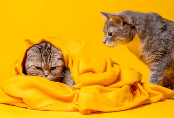 Want to save your relationship? Try sleeping with separate blankets