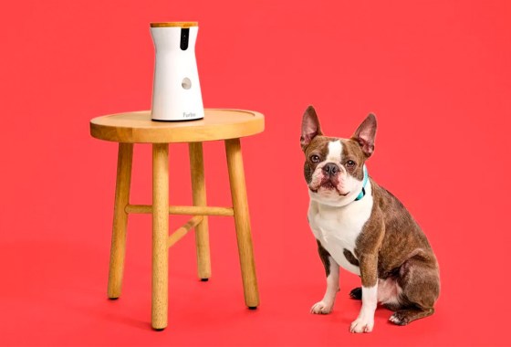 The biggest deals of Amazon Pet Day