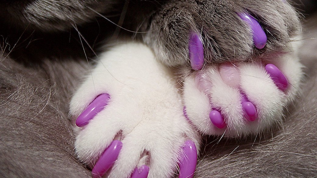 The 5 Best Nail Caps for Cats—We Tested Them All In 2024 