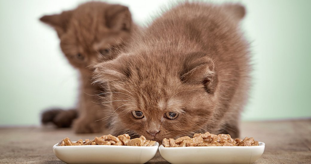 5 Best Cat Food Jan. 2021 BestReviews