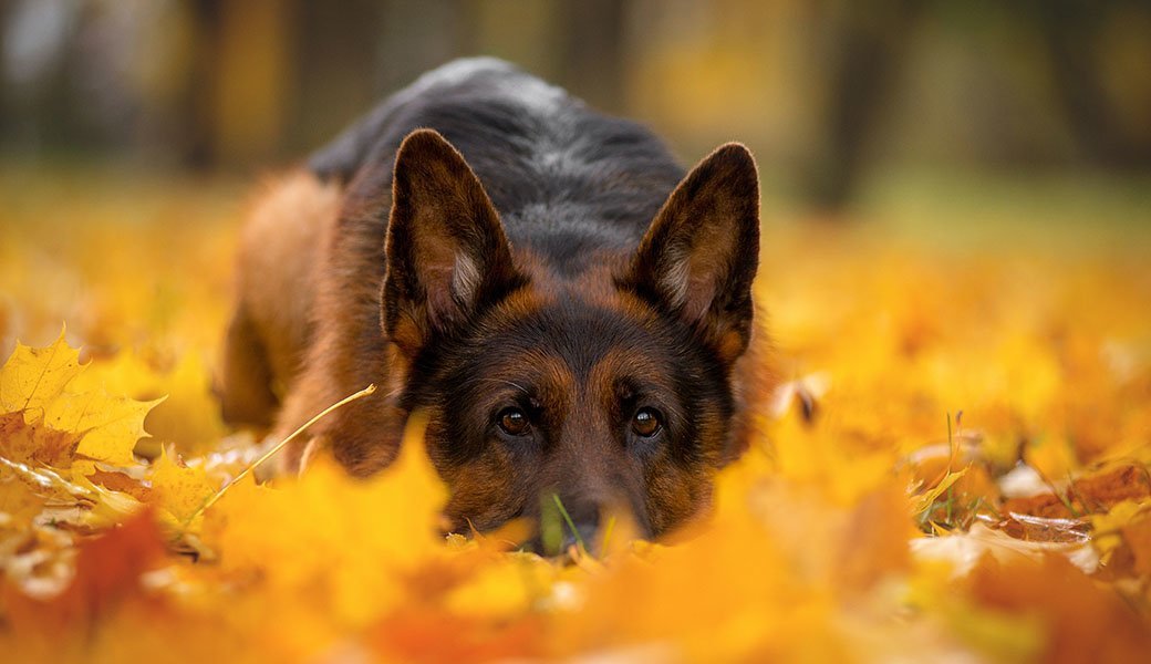 5 Best Anxiety Relief for Dogs Aug. 2024 BestReviews