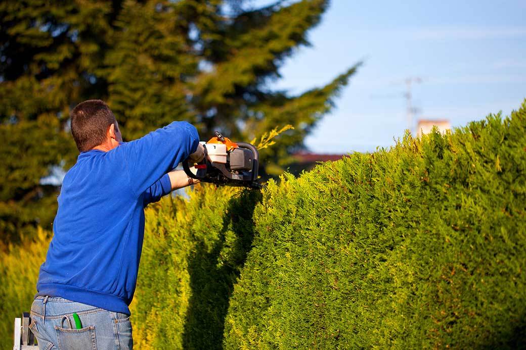 Best gas online hedge trimmer