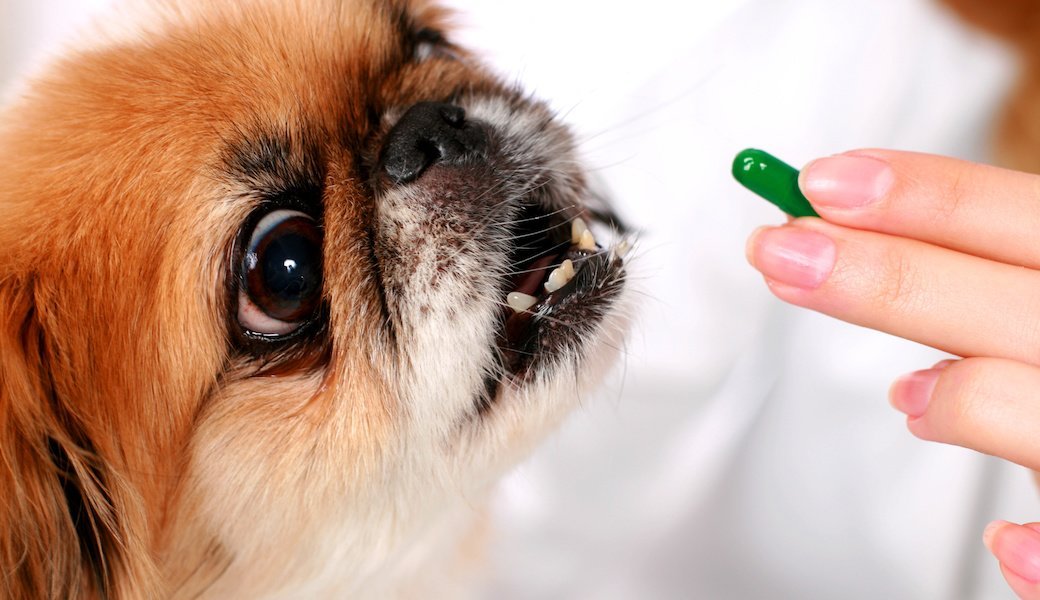 5 Best Dog Probiotics Sept. 2024 BestReviews