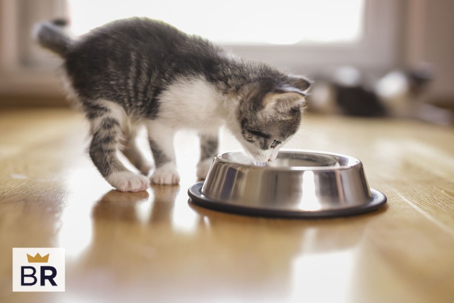 5 Best Kitten Food Aug. 2024 BestReviews