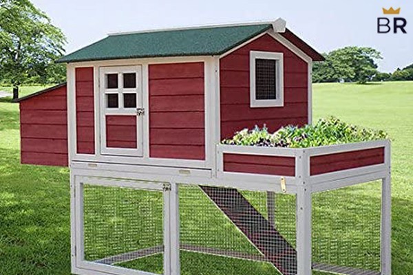 The Best Chicken Coop and Accessories of 2024