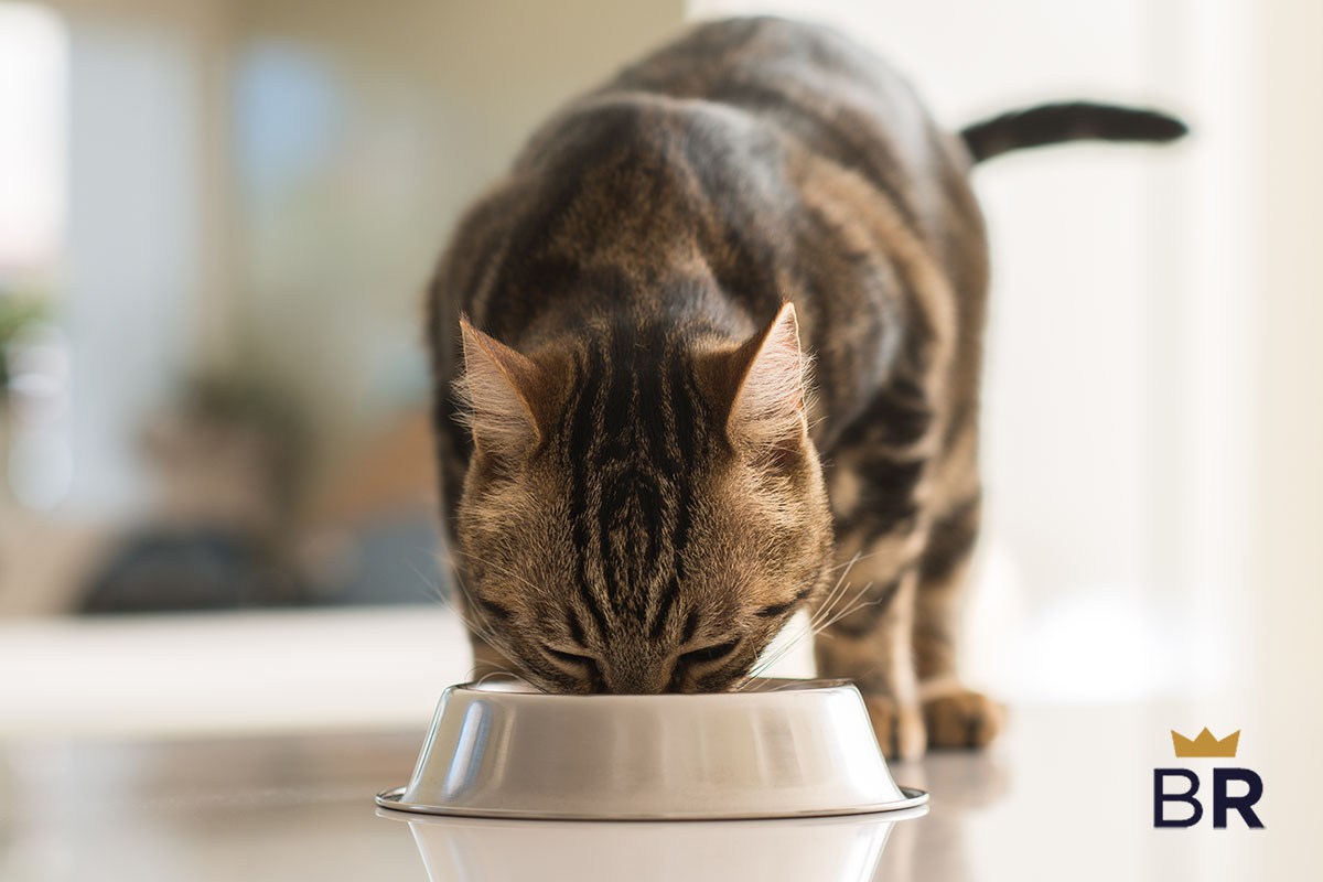 5 Best Wet Cat Food May 2024 BestReviews