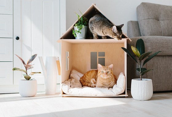 9 indoor cat homes your feline friends will love
