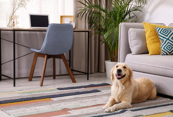 The best keep-off repellents for training dogs to stay off the furniture
